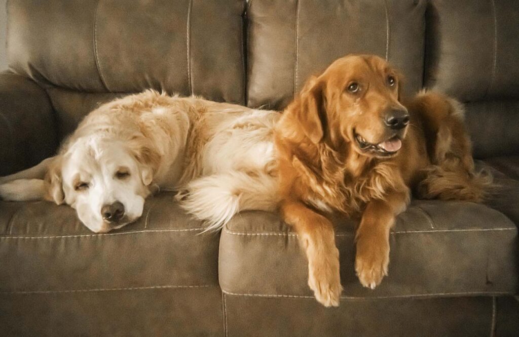 Two dogs lying on a couch.