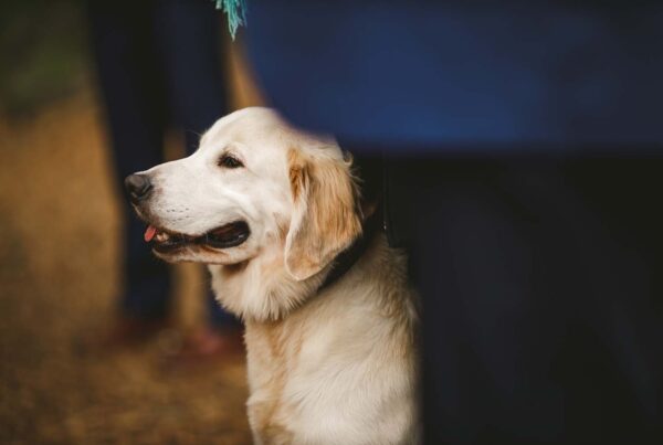 A golden retriever dog sits next to a person dressed in dark clothing, with part of its body partially obscured.