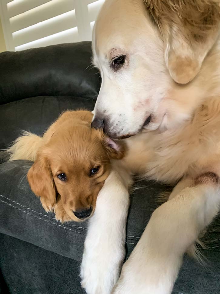 An adult golden retriever rests its head gently on a golden retriever puppy lying beside it on a dark couch.