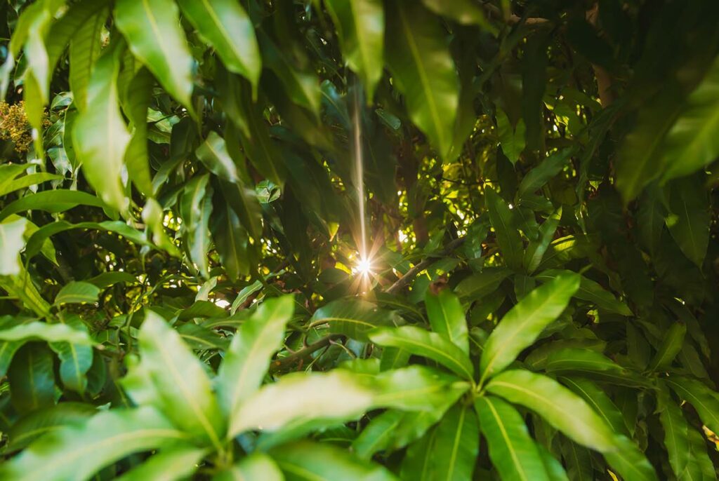 Sunlight shines through dense green leaves of a tree, creating a starburst effect in the center of the image.